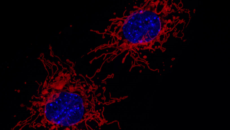 Fluorescent microscopy image of the mitochondria (red) and cell nucleus (blue) of two MEF cells. The mitochondria were stained with a DsRed derivative that localises to the mitochondrial matrix, and the nucleus was stained with DAPI. By Institute of Molecular Medicine I, University of Düsseldorf - Own work, CC BY 4.0, https://commons.wikimedia.org/w/index.php?curid=67134066